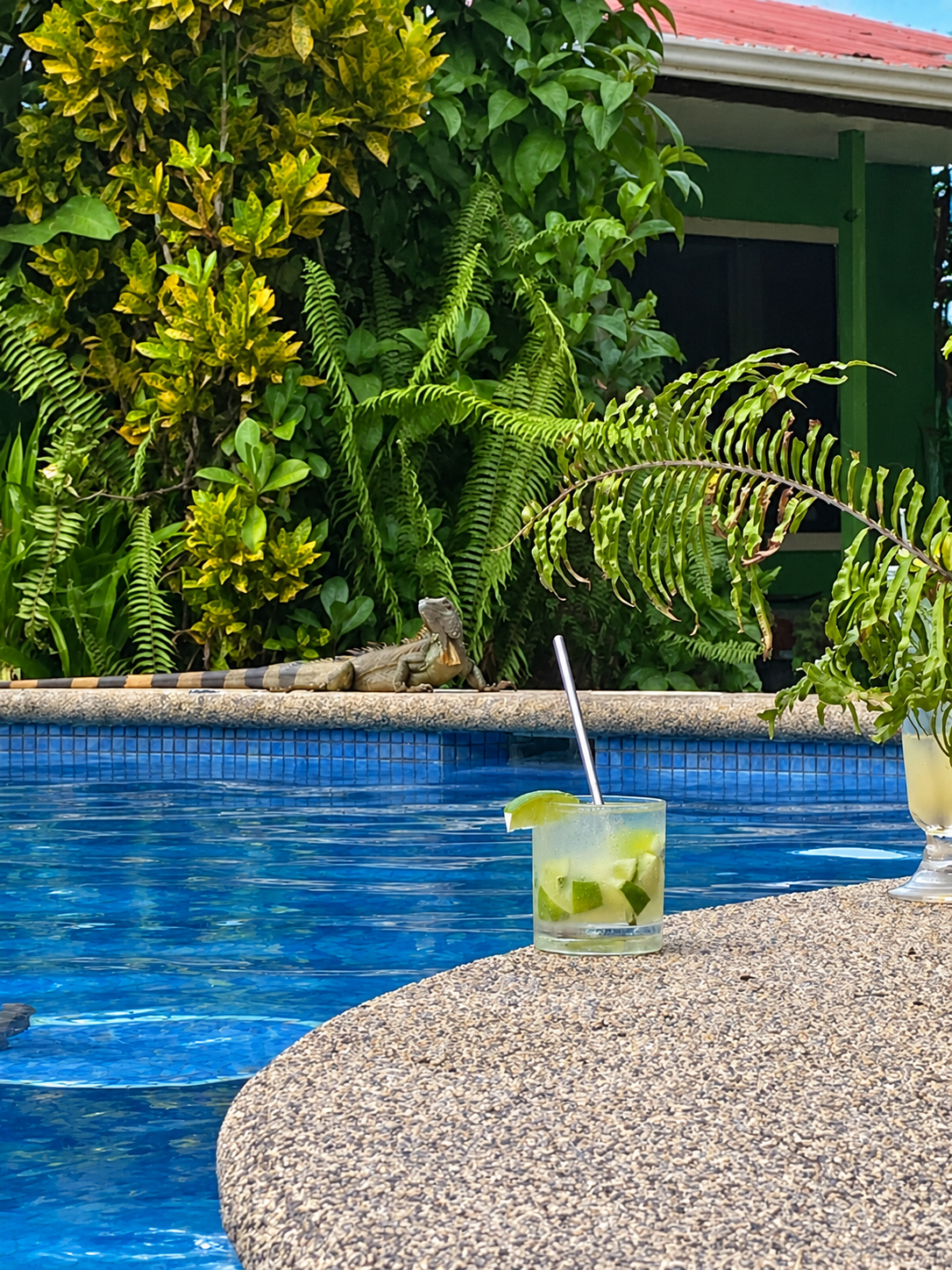 Cóctel junto a la piscina entre plantas tropicales